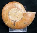 Desmoceras Ammonite Fossil (Half) #9642-1